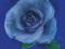 Plakat obraz 50x50cm KAA-4007 BLUE ROSE