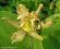 TRÓJSKLEPKA SZEROKOLISTNA-żółta atrakcyjna roślina