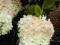 Hortensja bukietowa Grandiflora *C3*W*