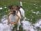 Reproduktor Jack Russell Terrier (szczeniaki)