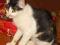 Piękna kotka tricolor, wesoła i młoda - szuka domu