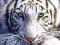 Bengalski Tygrys - plakat 61x91,5 cm