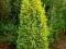JAŁOWIEC ZWYCZAJNY (Juniperus communis)