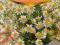 RUMIANEK POSPOLITY (Matricaria chamomilla)