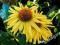 Echinacea / Jeżówka Daydream - żółta do kolekcji