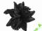 H&M czarny kwiat broszka