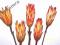 Susz egzotyczny - Protea 5szt.