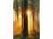 Zachód Słońca - Las - piękny plakat 91,5x61 cm