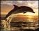 Delfin - Delfiny - RÓŻNE plakaty 40x50 cm