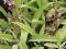 SZAŁWIA LEKARSKA (Salvia officinalis)