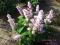 SZAŁWIA MUSZKATOŁOWA (Salvia sclarea)