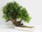 bonsai zokei sztuczne drzewko 35cm !!!!ozdoba domu