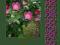 Gulistan to jest Ogród różany - Sadi z Szirazu,