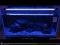 Nocne oświetlenie LED BLUE do akwarium~ Zoolight