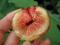 Figa owocująca - owoce z własnego drzewka