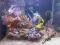 akwarium morskie non photo NP 130l + szafka i sump