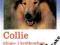 Collie długowłose i krótkowłose (pies psy hodowla)