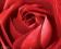 Róża - Róże - Kwiaty - plakat 40x50 cm