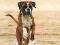 BOKSER, BOXER - kalendarz na 2012 rok z psami pies