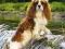 CAVALIER KING CHARLES SPANIEL - kalendarz na 2012