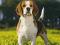 BEAGLE, Bigle - kalendarz 2012 pies, z psami psem