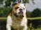 BULDOG ANGIELSKI, bulldog - kalendarz na 2012 rok