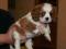 Cavalier King Charles Spaniel cavaliery spaniele