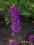 storczyk ogrodowy Dactylorhiza stoplamek