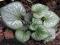 Brunnera Emerald Mist- ciekawa roślina do cienia