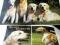 PLAKAT PIES PSY GOLDEN RETRIEVER - 6 szt