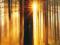 FOREST SUNBEAMS [LAS] - rewelacyjny plakat 61x92cm