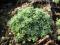 ROZCHODNIK HISZPAŃSKI zielony liść