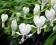 Dicentra spectabilis Alba DICENTRA ALBA SERDUSZKA