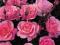 Rosa 'Queen Elizabeth' - Róża wielkokwiatowa