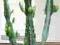 Kaktus duży 130 cm