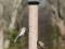 Karmnik dla ptaków -tubowy,wiszący ONYX