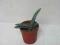 Kaktusy. Aloe suprafoliata 5,5 cm
