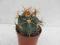 Kaktusy. Ferocactus gracilis 5,5cm