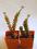 Kaktusy. Crassula marnierana z pąkami 4x4cm