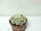 Kaktusy. Mammillaria gracilis cv ARIZONA SNOW CAP