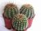 Kaktusy. Lobivia x echinopsis kwiaty róźne 5,5cm