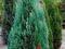 Cyprysik Lawsona - piekny krzew nasiona