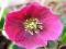 CIEMIERNIK - HELLEBORUS ORIENALIS 1SZT # TANIO #