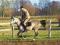Koń, ogier arabski El Pasin do sportu rajdy skoki