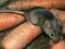 TRUTKA ZBOŻOWA na mysz SZCZURA szczury MYSZY tanio