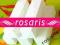 rosaris -BLOK POLERSKI BIAŁY 4 stronny 100/100