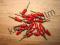 EXPLOSIVE EMBER - ostra fioletowa papryka chili