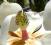Magnolia Glandiflora Kwiaty wielkości głowy HIT