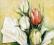 Plakat obraz 117x98cm PGM-EKS03 TULIPA ANTICA