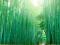 Bambusowy Las - Tranquility - plakat 91,5x61 cm